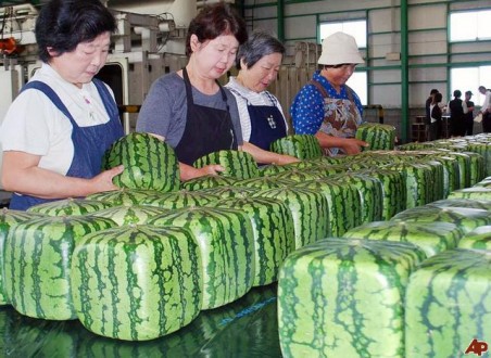 japan-square-watermelon-2009-6-18-2-20-21